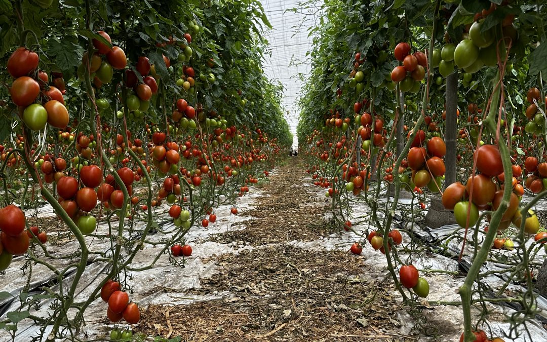 El Tomate: Características, Cultivo y Propiedades